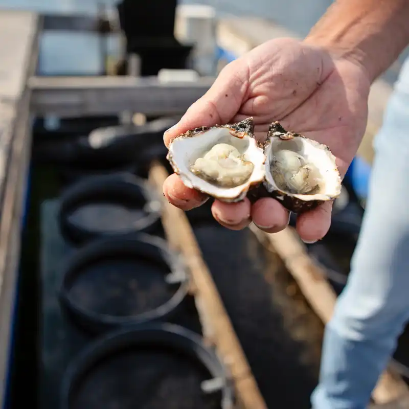 Pinksteren in Zeeland