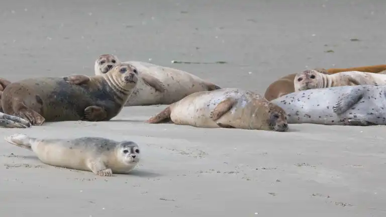 Ontdek historische binnenstad Goes